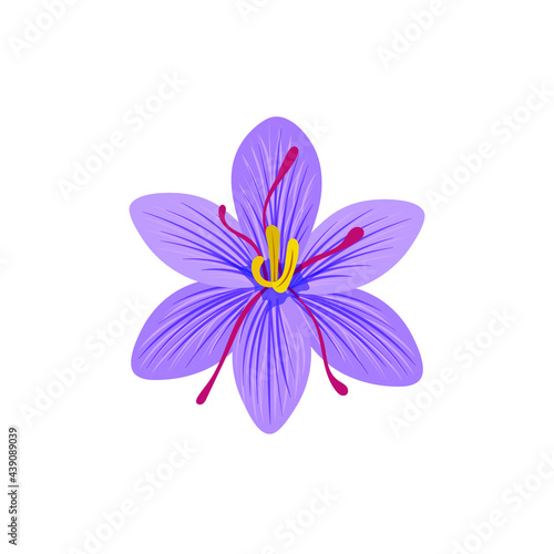 Vector Saffron illustration, saffron flower isolated on white background, colorful flower. 