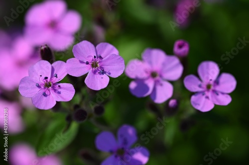 Beautiful purple spring flowers with colorful natural background. Springtime in the grass.