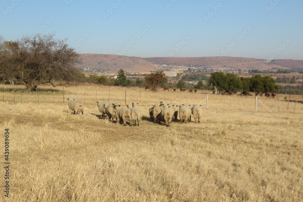 The rear view of a herd of beige sheep walking on a dry light brown and dull grass field surrounded by a winter's grass landscape with scattered green trees and hilltops