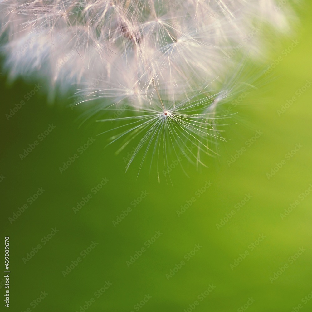 Fototapeta premium Beautiful close-up macro shot of a dandelion. Natural colour background.