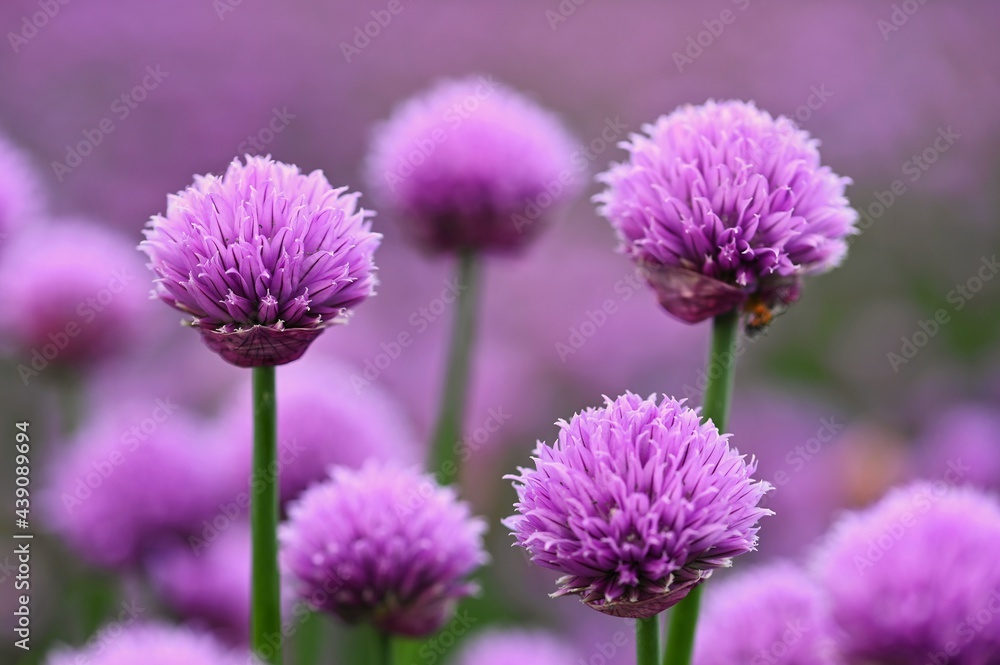 Obraz premium Beautiful flowering purple plant - chives. Natural colorful background in sunny and summer day.(Allium schoenoprasum)