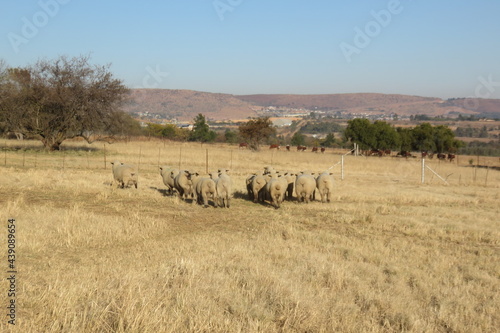 The rear view of a herd of beige sheep walking on a dry light brown and dull grass field surrounded by a winter s grass landscape with scattered green trees and hilltops