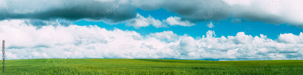 Countryside Rural Green Wheat Field Meadow Landscape In Summer Sunny Day. Scenic Sky With Clouds On Horizon. Panorama