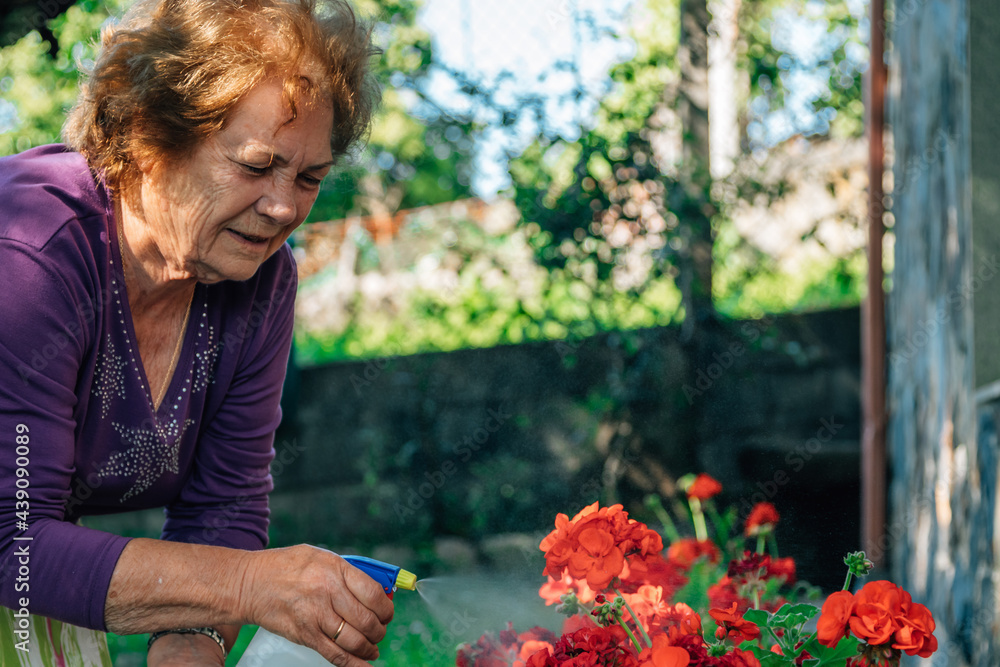senior woman with watering can tending plants senior woman with watering can tending plants