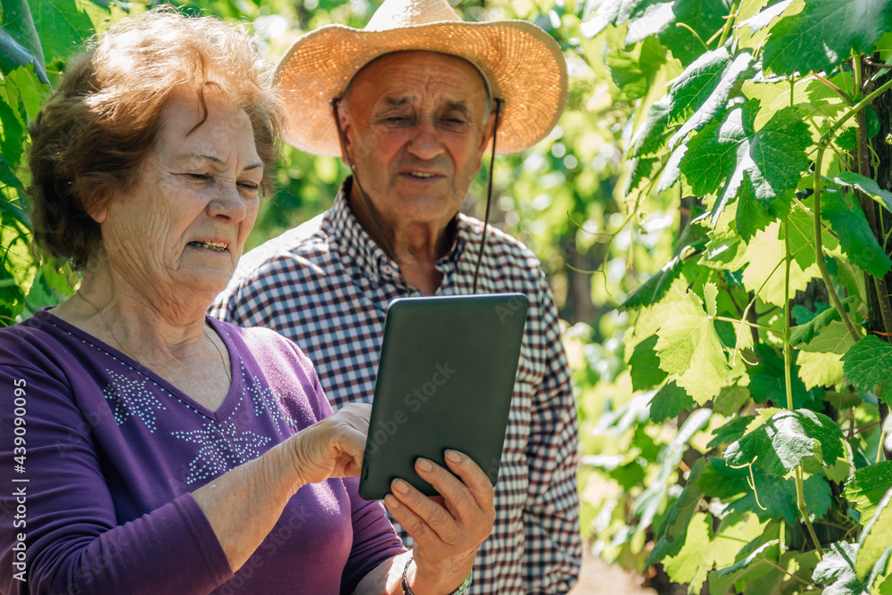 senior couple with digital tablet learning about technology in agriculture and crop production