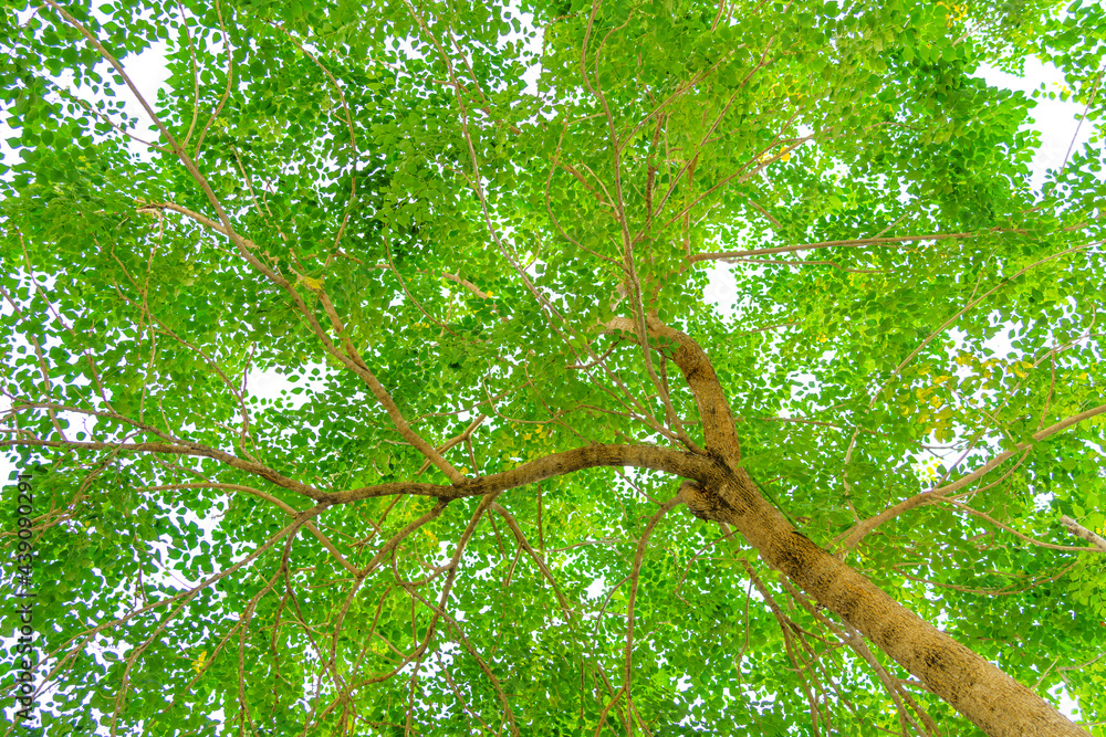 Fototapeta premium leaves viewed from the bottom of a tree on a white background. leaf background.