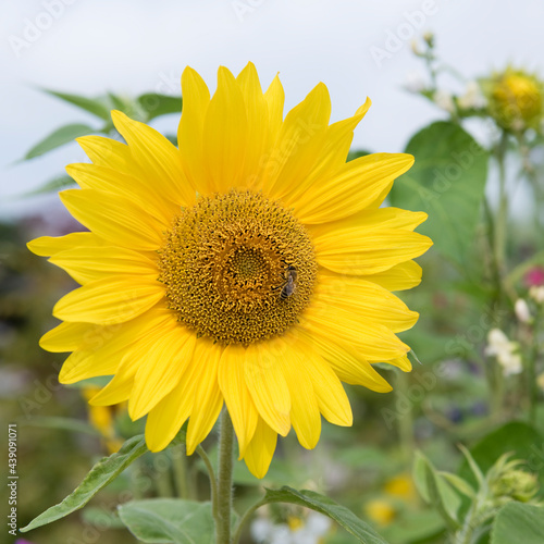 Sonnenblume  Biene
