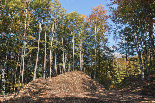 woodchips pile, bunch of small pieces of wood in the forest used as a biomass solid fuel or an organic mulch