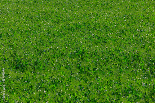 View of the green pea field at spring