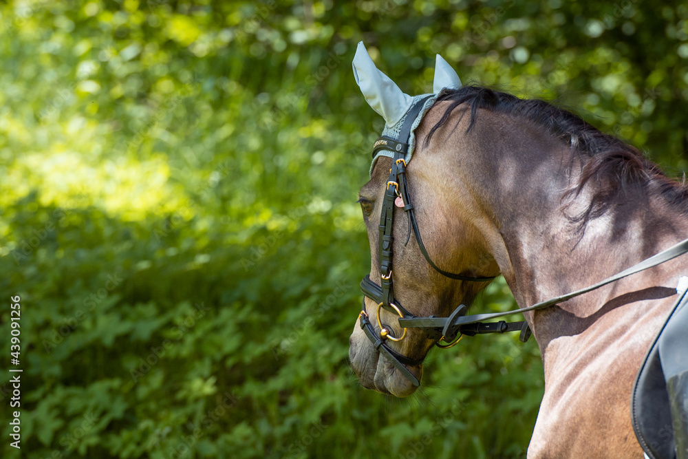 Fototapeta premium Reitpferd / Reitpony