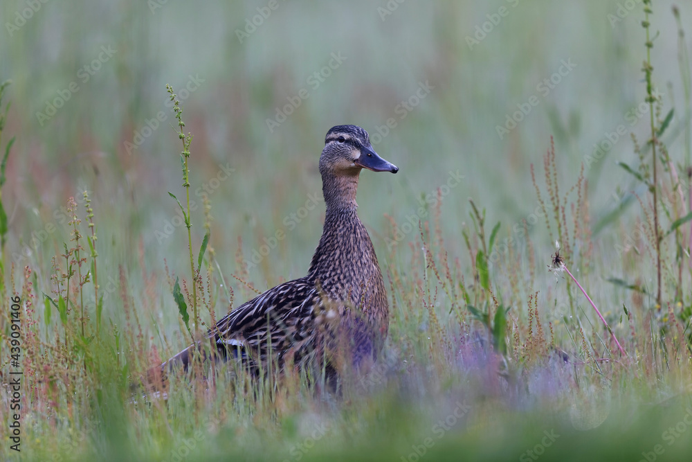 Canard colvert Anas platyrhynchos en gros plan Canard colvert Anas platyrhynchos en gros plan