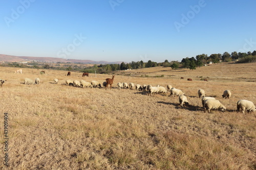 sheep and a Llama in the brown winter's grass field landscape