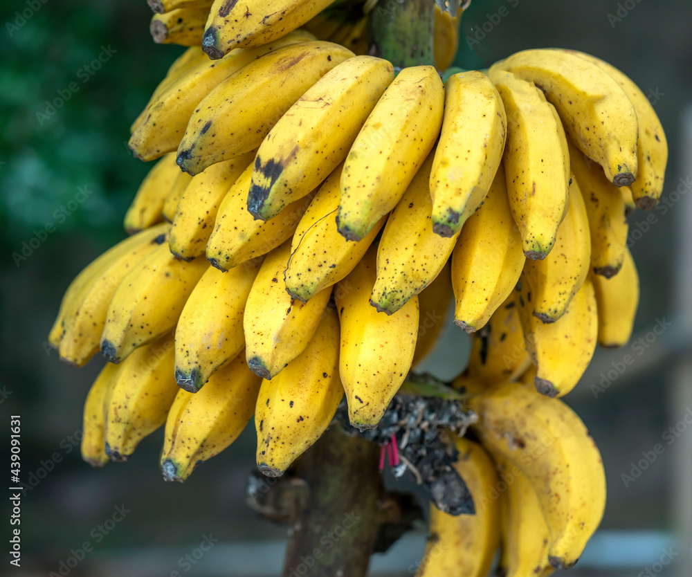 Yellow ripe bananas on the tree. This is a nutritious fruit with a lot of energy good for human health Yellow ripe bananas on the tree. This is a nutritious fruit with a lot of energy good for human health