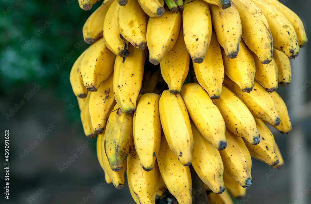 Yellow ripe bananas on the tree. This is a nutritious fruit with a lot of energy good for human health