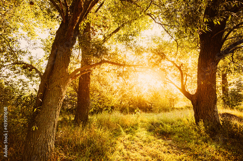 Sun Shining Through Branch And Foliage Of Tree. Deciduous Forest Summer Nature In Sunny Day. Sunset Or Sunrise Time
