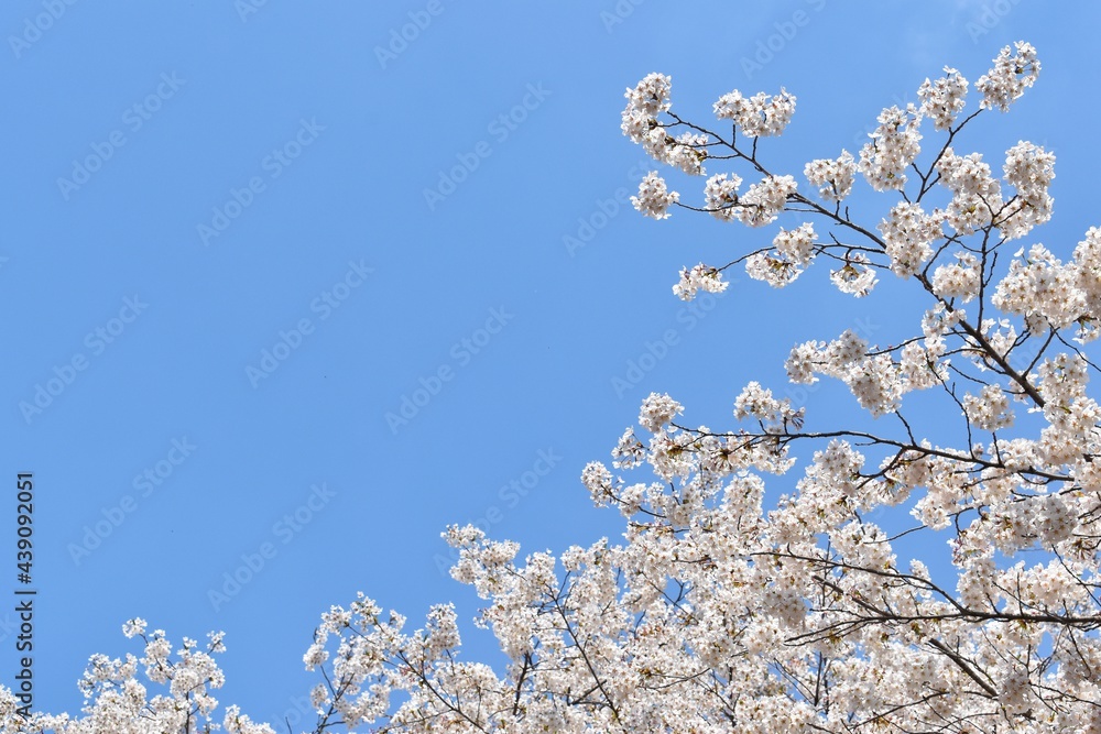White Sakura or White Cherry Blossom flower full bloom and blue sky at South Korea in spring, Wallpaper Background. White Sakura or White Cherry Blossom flower full bloom and blue sky at South Korea in spring, Wallpaper Background.