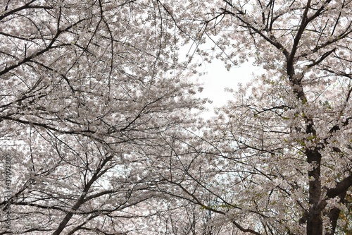 White Sakura or White Cherry Blossom flower full bloom and blue sky at South Korea in spring, Wallpaper Background. © PRANGKUL