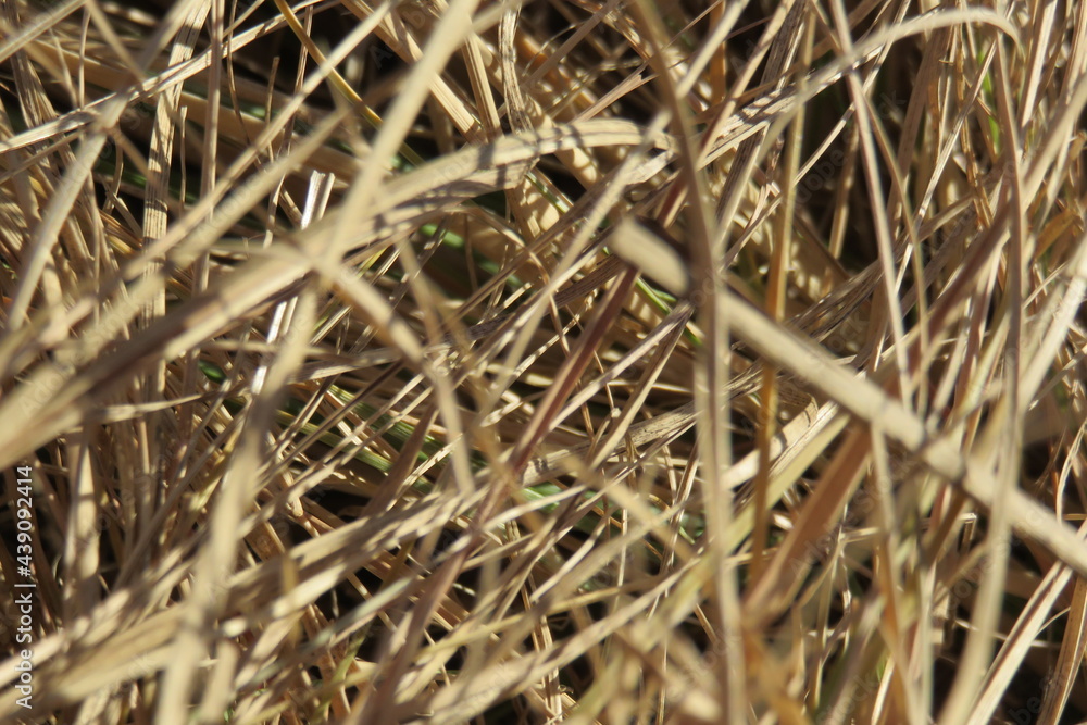 Dull dry light brown grass reed with seeded top against blue sky Dull dry light brown grass reed with seeded top against blue sky