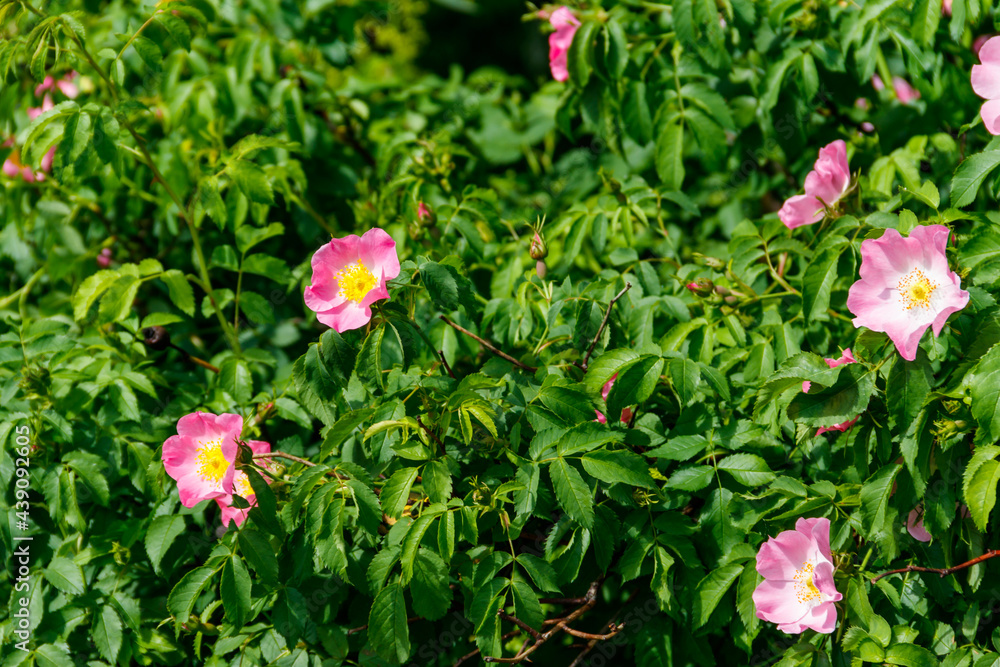 Pink flowers of dog-rose (rosehip) on a bush in the garden