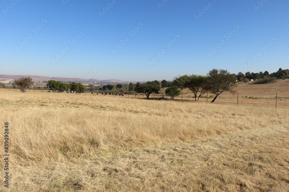 Winter grass field landscape photograph taken in South Africa during the winter season