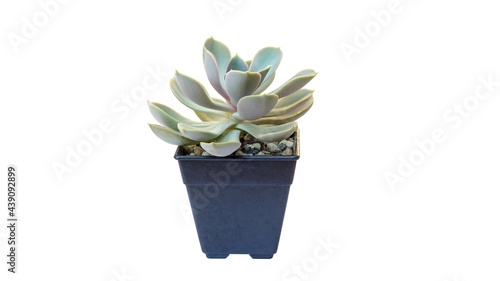 Green succulent cactus in a pot on a white background.