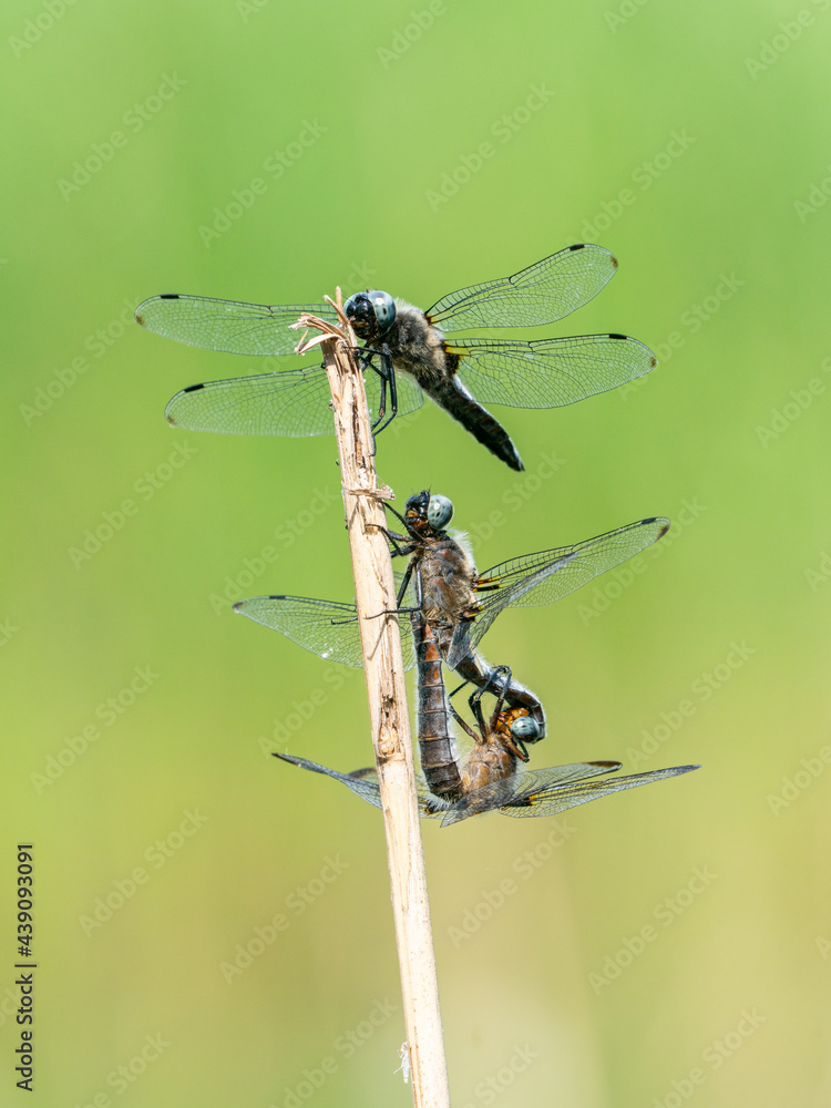 Dragonflies mating on a reed stalk Dragonflies mating on a reed stalk