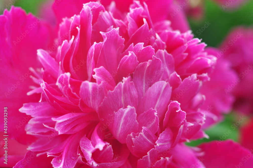 Blooming of peonies bushes in the garden in summer.Natural background copy space Blooming of peonies bushes in the garden in summer.Natural background copy space