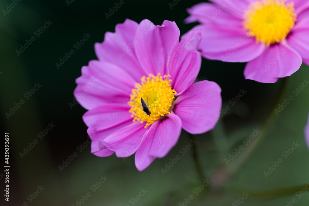 Fototapeta premium a beautiful yellow pink colour flower with a small insect on it