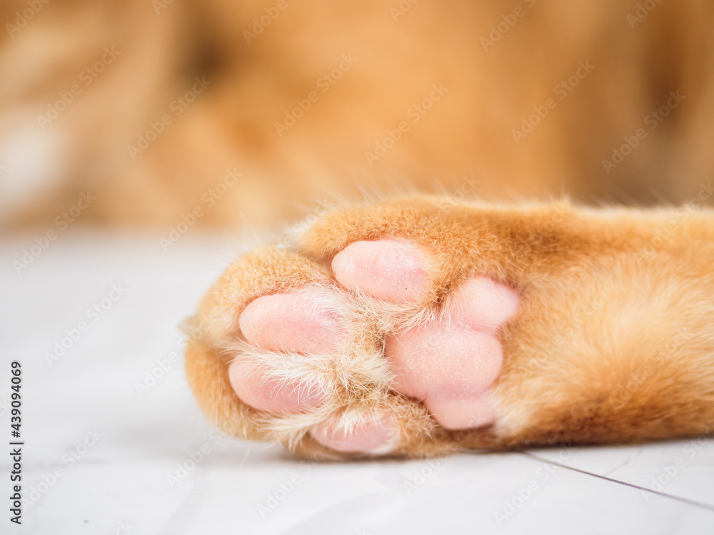 Closeup cute cat paw on white marble Closeup cute cat paw on white marble