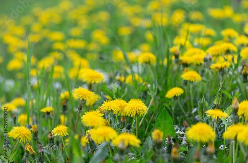 Yellow dandelion flowers  Taraxacum officinale . Dandelions field background on spring sunny day. Blooming dandelion. plant Taraxacum officinale at the time of mass flowering. 