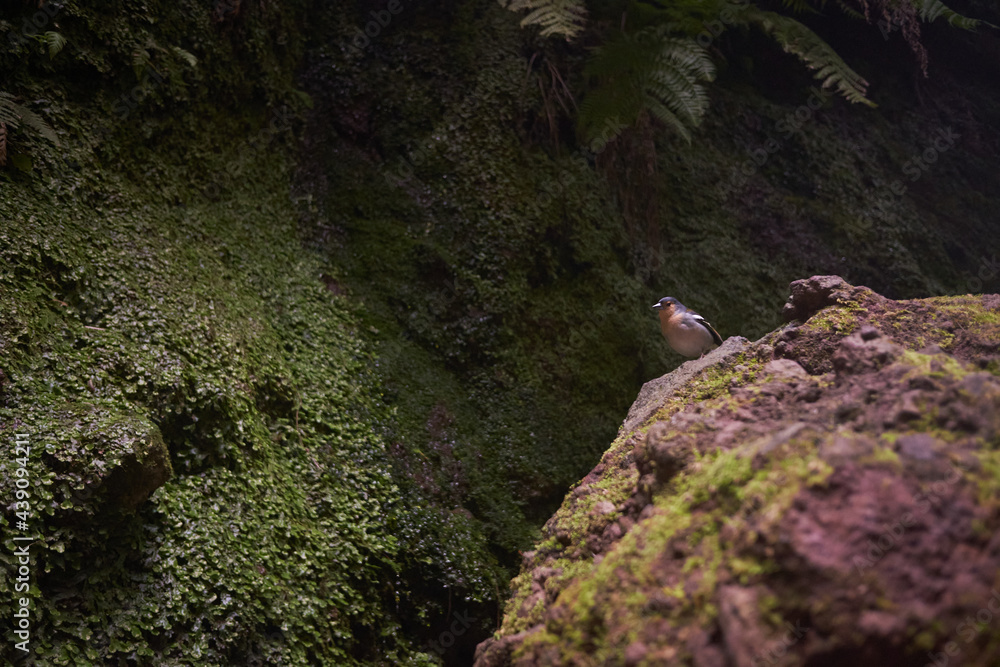 Madeiran chaffinch (Fringilla coelebs maderensis) on a rock stone in dark forest. Beautiful bird spotted in Madeira, Portugal.