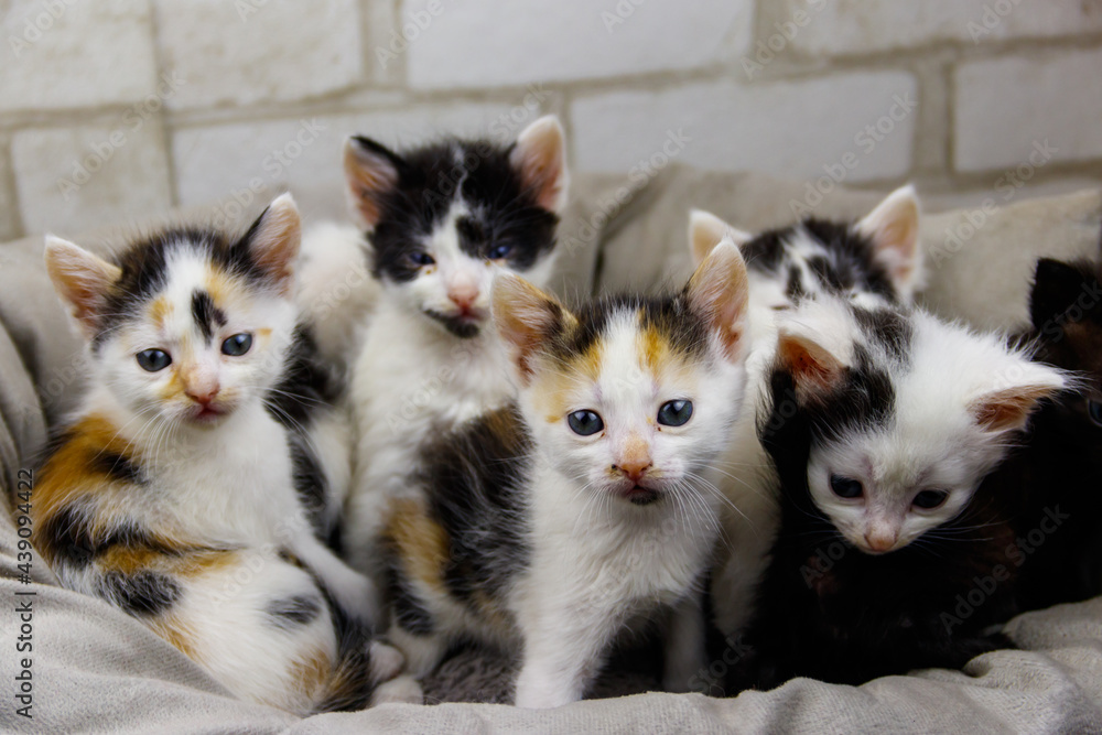 Fototapeta premium Little kittens sitting in a cat bed