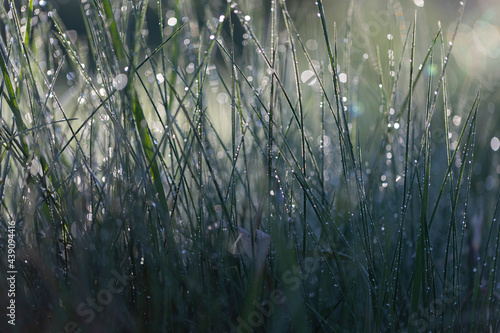Fresh green grass on dew drops, wet grass. Transparent droplets of dew in grass on summer morning sparkle in sunlight in nature. Fresh morning dew on spring grass, natural background. 