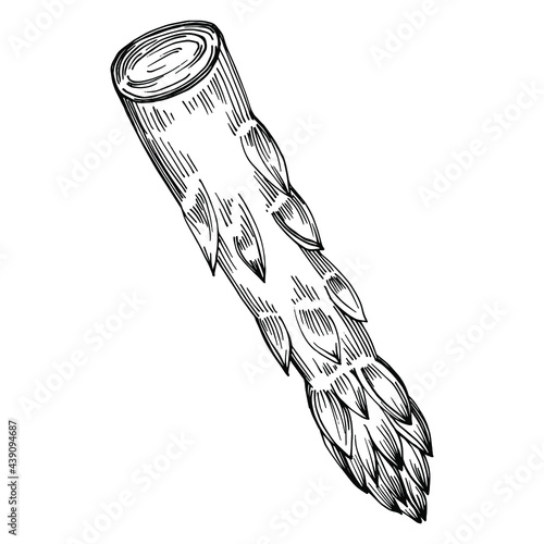 Asparagus isolated hand drawn illustration. Food vegetable engraved style object. Great for menu, label, icon, cover, social post.