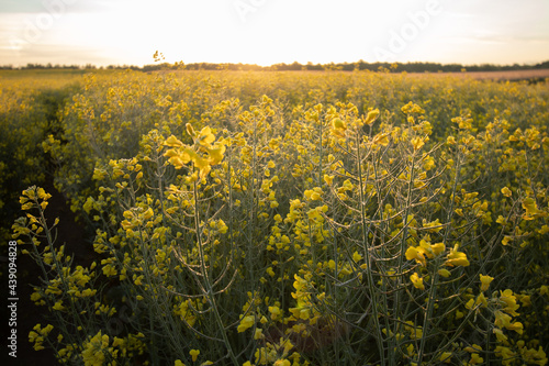 Rapsfeld im Sonnenaufgang