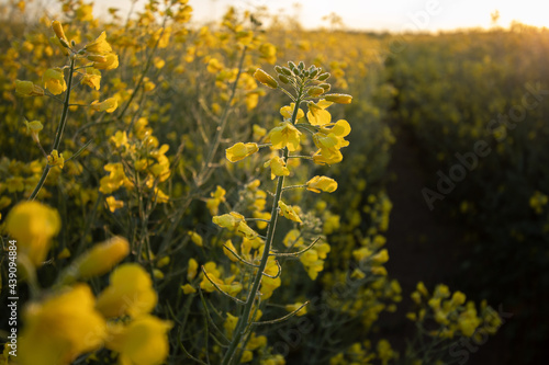 Rapsblüte im Feld im Sonnenaufgang