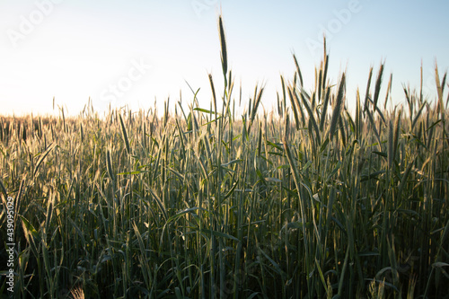 Roggen Getreide Feld