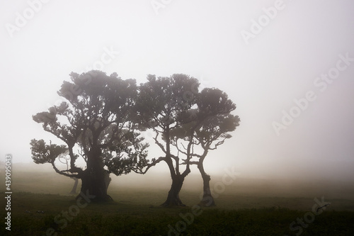 Beautiful old laurel trees in fog  Laurisilva of Madeira in Fanal  foggy forest. Madeira island  Portugal.