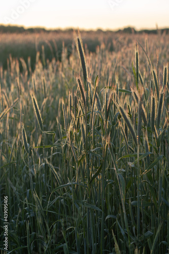 Getreide Roggen im Sonnenaufgang