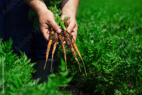 Senior man with bunch of freshly harvested carrots