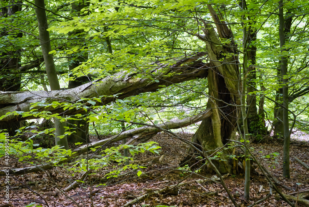 Naturwald mit gebrochener Buche Naturwald mit gebrochener Buche