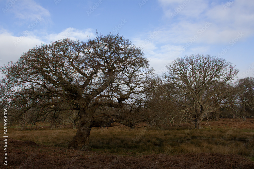 gnarled trees and shadows with bracken and winter bare trees against a clear blue sky