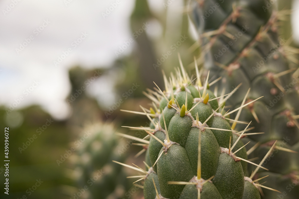 Detail of Opuntia cactus, commonly called prickly pear. Opuntia cylindrica. Genus of flowering plants in the cactus family Cactaceae. Detail of Opuntia cactus, commonly called prickly pear. Opuntia cylindrica. Genus of flowering plants in the cactus family Cactaceae.