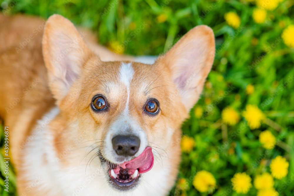 A red corgi licks its nose with its tongue against the background of a green field with yellow dandelions. Top view A red corgi licks its nose with its tongue against the background of a green field with yellow dandelions. Top view