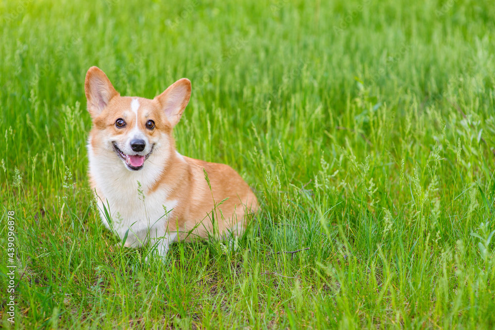 A red corgi lies on green grass A red corgi lies on green grass