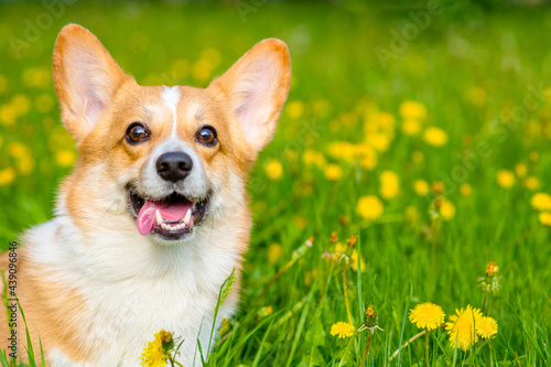 A red corgi licks its nose with its tongue against the background of a green field with yellow dandelions.