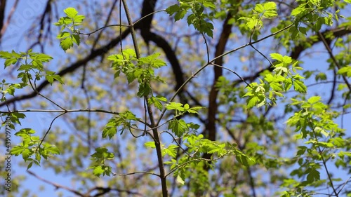 Tree Branches With Young Leaves In Early Spring Forest In Light Wind in Sunny Day. photo