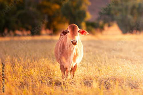 A bull in the yards on a remote cattle station in Northern Territory in Australia at sunrise.