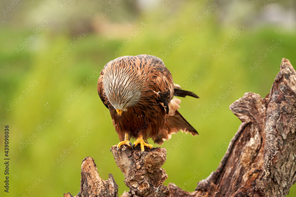 Red kite, bird of prey portrait. The bird is sitting on a stump. Ready to attack its prey. In the rain, detailled Red kite, bird of prey portrait. The bird is sitting on a stump. Ready to attack its prey. In the rain, detailled