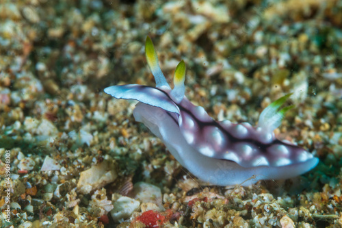Geometric Chromodoris (Chromodoris Geometrica), a sea slug, dorid nudibranch on tropical reef near Anilao, Mabini, Philippines.  Underwater photography and travel.